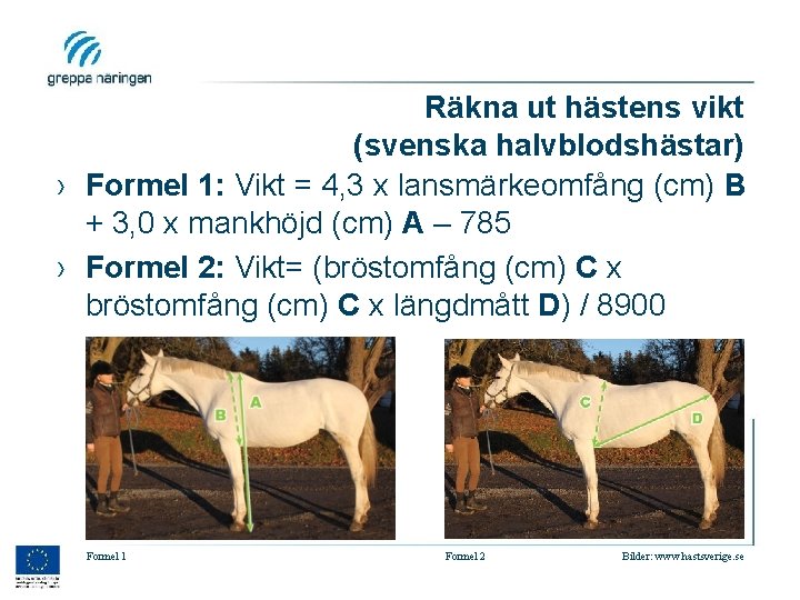 Räkna ut hästens vikt (svenska halvblodshästar) › Formel 1: Vikt = 4, 3 x