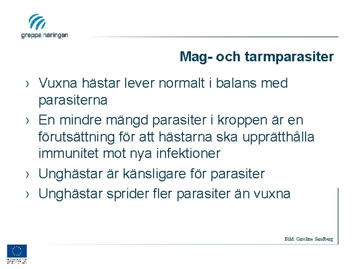 Mag- och tarmparasiter › Vuxna hästar lever normalt i balans med parasiterna › En