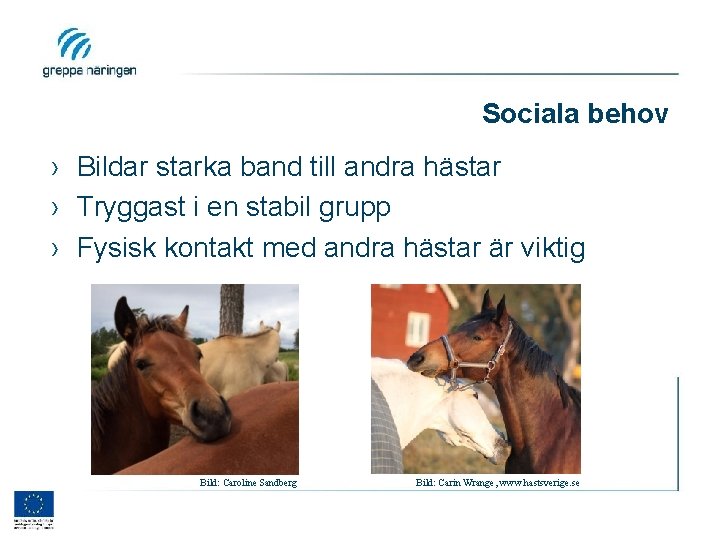 Sociala behov › Bildar starka band till andra hästar › Tryggast i en stabil