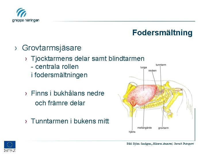 Fodersmältning › Grovtarmsjäsare › Tjocktarmens delar samt blindtarmen - centrala rollen i fodersmältningen ›