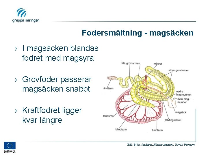 Fodersmältning - magsäcken › I magsäcken blandas fodret med magsyra › Grovfoder passerar magsäcken