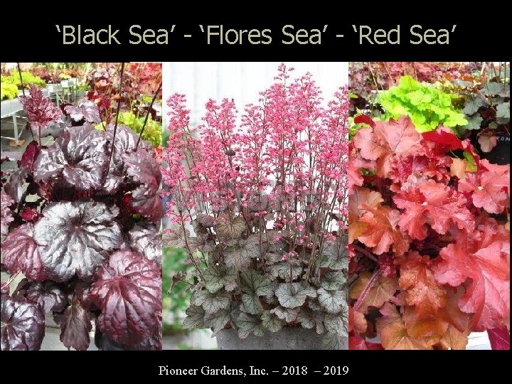 ‘Black Sea’ - ‘Flores Sea’ - ‘Red Sea’ Pioneer Gardens, Inc. – 2018 –