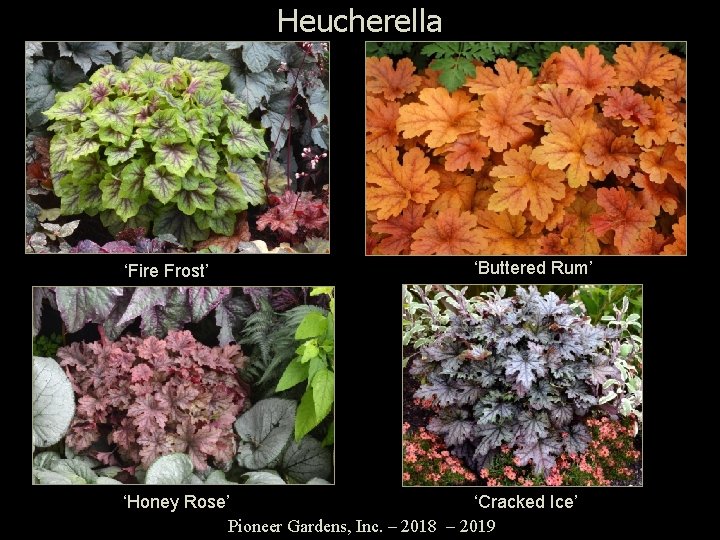 Heucherella ‘Fire Frost’ ‘Buttered Rum’ ‘Honey Rose’ ‘Cracked Ice’ Pioneer Gardens, Inc. – 2018