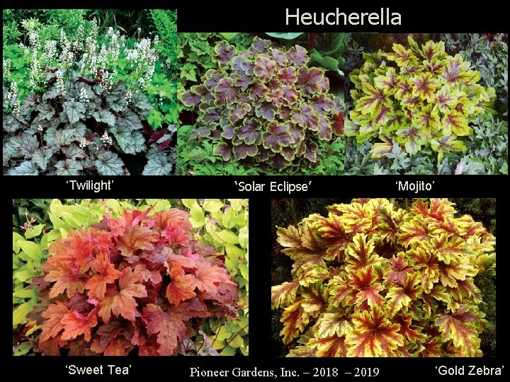 Heucherella ‘Twilight’ ‘Sweet Tea’ ‘Solar Eclipse’ Pioneer Gardens, Inc. – 2018 – 2019 ‘Mojito’