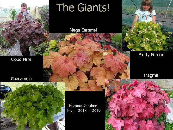 The Giants! Mega Caramel Pretty Perrine Cloud Nine Magma Guacamole Pioneer Gardens, Inc. –