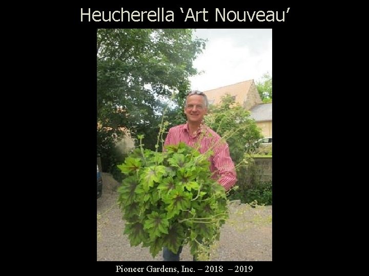 Heucherella ‘Art Nouveau’ Pioneer Gardens, Inc. – 2018 – 2019 