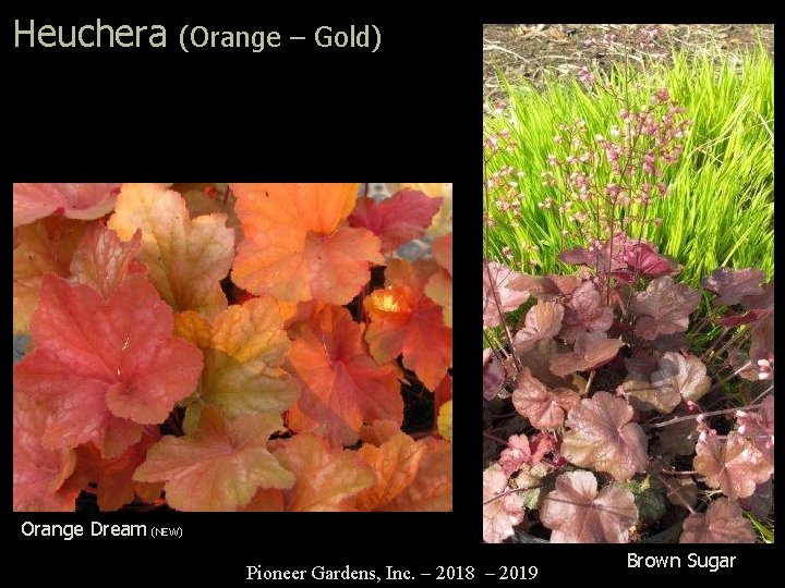 Heuchera (Orange – Gold) Orange Dream (NEW) Pioneer Gardens, Inc. – 2018 – 2019