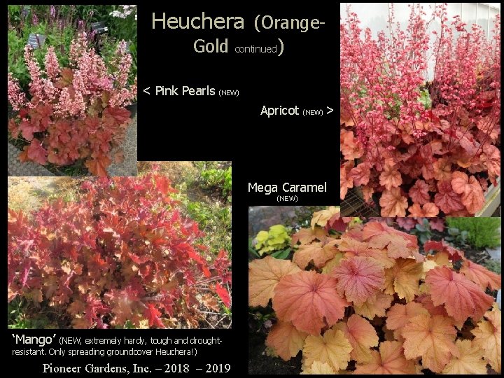 Heuchera (Orange. Gold continued) < Pink Pearls (NEW) Apricot (NEW) > Mega Caramel (NEW)