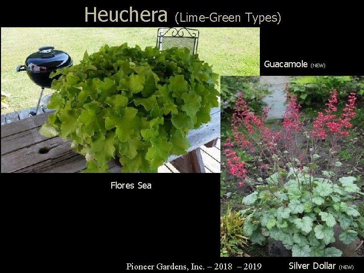 Heuchera (Lime-Green Types) Guacamole (NEW) Flores Sea Pioneer Gardens, Inc. – 2018 – 2019