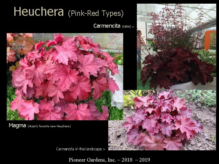 Heuchera (Pink-Red Types) Carmencita Magma (NEW) > (Arjen’s favorite new Heuchera) Carmencita in the