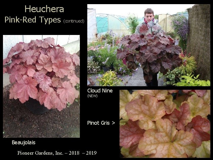 Heuchera Pink-Red Types (continued) Cloud Nine (NEW) Pinot Gris > Beaujolais Pioneer Gardens, Inc.