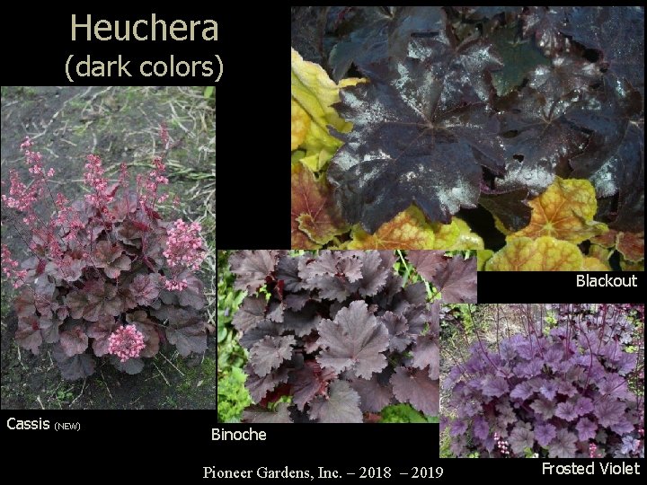 Heuchera (dark colors) Blackout Cassis (NEW) Binoche Pioneer Gardens, Inc. – 2018 – 2019