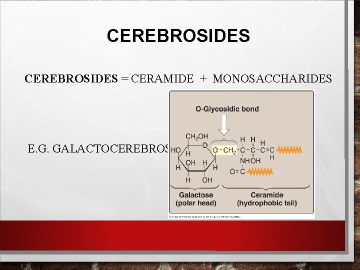 CEREBROSIDES = CERAMIDE + MONOSACCHARIDES E. G. GALACTOCEREBROSIDE. 