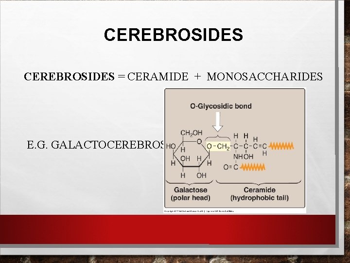 CEREBROSIDES = CERAMIDE + MONOSACCHARIDES E. G. GALACTOCEREBROSIDE. CEREBROSIDES = CERAMIDE + MONOSACCHARIDES E. G. GALACTOCEREBROSIDE.