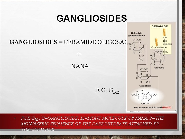 GANGLIOSIDES = CERAMIDE OLIGOSACCHARIDES + NANA E. G. GM 2. (NANA) • FOR GM GANGLIOSIDES = CERAMIDE OLIGOSACCHARIDES + NANA E. G. GM 2. (NANA) • FOR GM