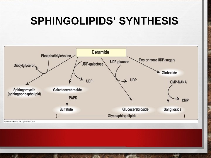 SPHINGOLIPIDS’ SYNTHESIS SPHINGOLIPIDS’ SYNTHESIS