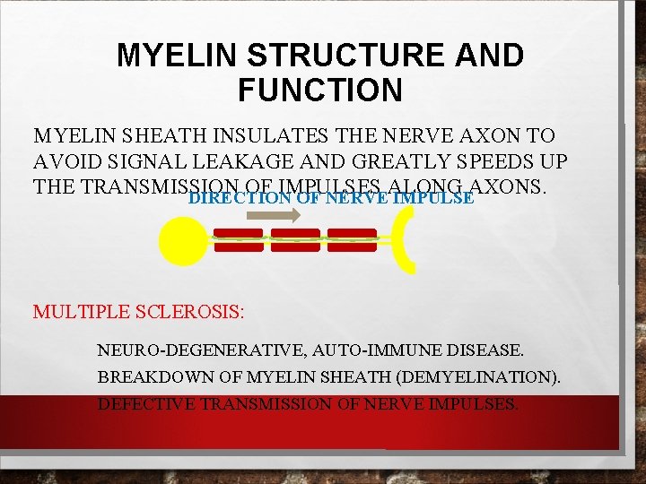 MYELIN STRUCTURE AND FUNCTION MYELIN SHEATH INSULATES THE NERVE AXON TO AVOID SIGNAL LEAKAGE MYELIN STRUCTURE AND FUNCTION MYELIN SHEATH INSULATES THE NERVE AXON TO AVOID SIGNAL LEAKAGE