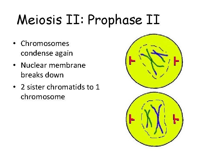 Meiosis II: Prophase II • Chromosomes condense again • Nuclear membrane breaks down •
