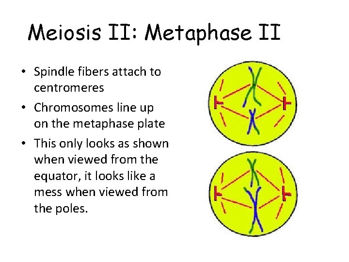 Meiosis II: Metaphase II • Spindle fibers attach to centromeres • Chromosomes line up