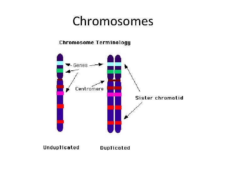 Chromosomes 