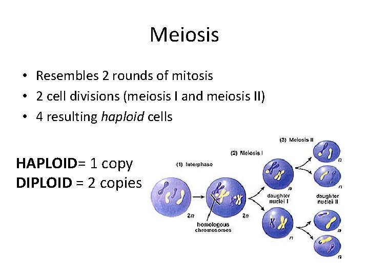 Meiosis • Resembles 2 rounds of mitosis • 2 cell divisions (meiosis I and