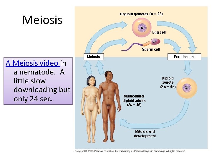 Meiosis Haploid gametes (n = 23) n Egg cell n Sperm cell A Meiosis