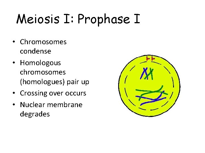 Meiosis I: Prophase I • Chromosomes condense • Homologous chromosomes (homologues) pair up •