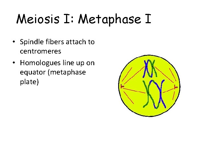 Meiosis I: Metaphase I • Spindle fibers attach to centromeres • Homologues line up