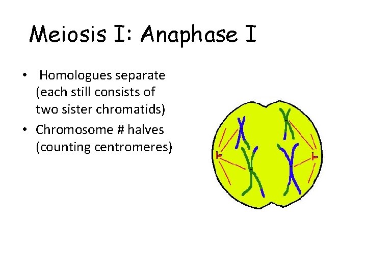 Meiosis I: Anaphase I • Homologues separate (each still consists of two sister chromatids)