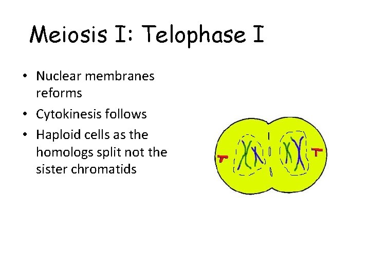 Meiosis I: Telophase I • Nuclear membranes reforms • Cytokinesis follows • Haploid cells