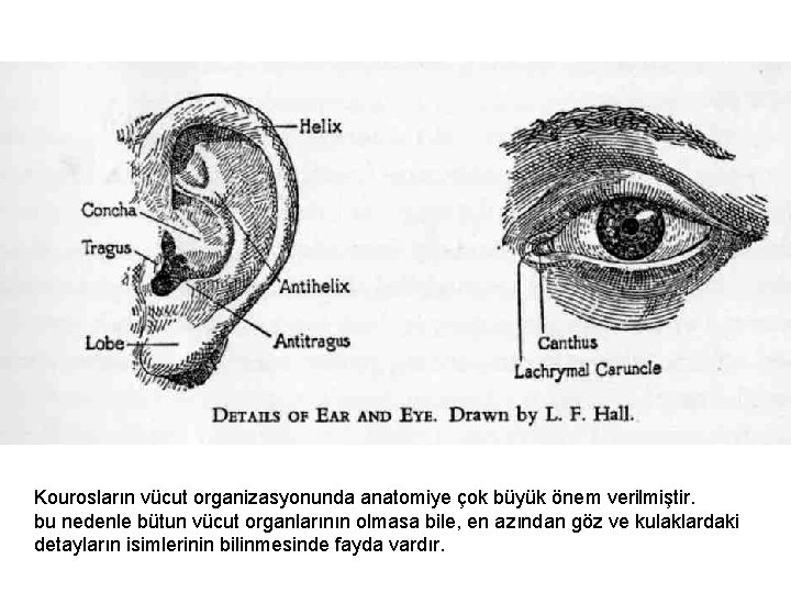 Kourosların vücut organizasyonunda anatomiye çok büyük önem verilmiştir. bu nedenle bütun vücut organlarının olmasa