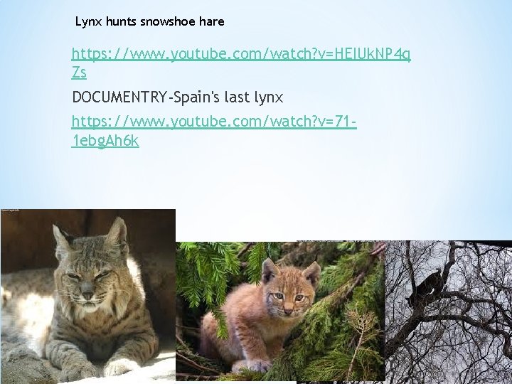 Lynx hunts snowshoe hare https: //www. youtube. com/watch? v=HEIUk. NP 4 q Zs DOCUMENTRY-Spain's