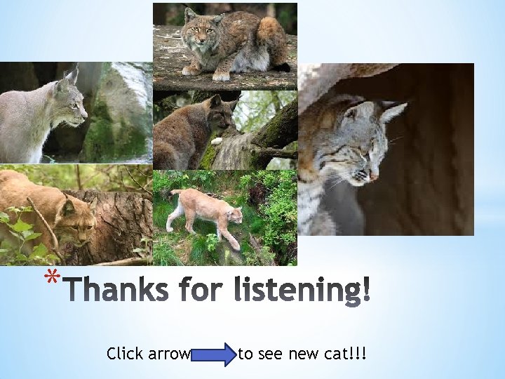 * Click arrow to see new cat!!! 