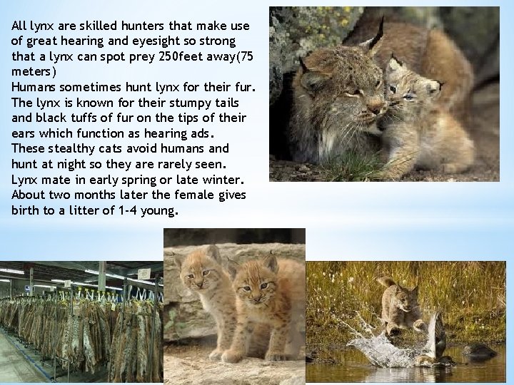 All lynx are skilled hunters that make use of great hearing and eyesight so