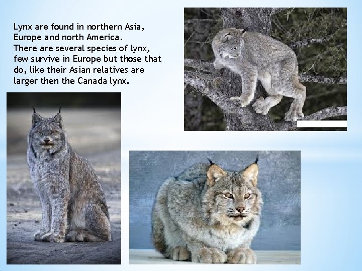 Lynx are found in northern Asia, Europe and north America. There are several species