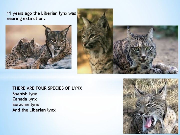 11 years ago the Liberian lynx was nearing extinction. THERE ARE FOUR SPECIES OF