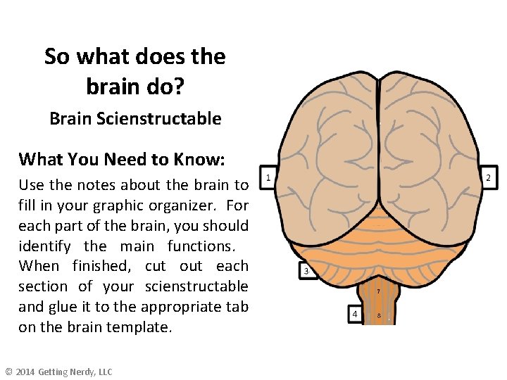 So what does the brain do? Brain Scienstructable What You Need to Know: Use So what does the brain do? Brain Scienstructable What You Need to Know: Use