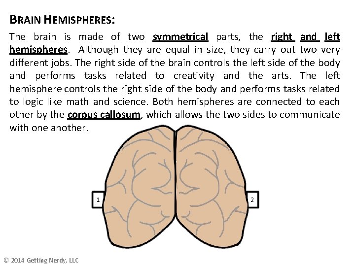 BRAIN HEMISPHERES: The brain is made of two symmetrical parts, the right and left BRAIN HEMISPHERES: The brain is made of two symmetrical parts, the right and left