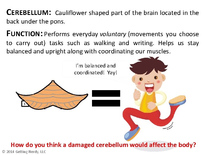 CEREBELLUM: Cauliflower shaped part of the brain located in the back under the pons. CEREBELLUM: Cauliflower shaped part of the brain located in the back under the pons.