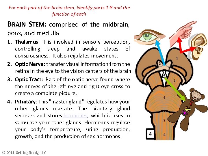 For each part of the brain stem, Identify parts 1 -8 and the function For each part of the brain stem, Identify parts 1 -8 and the function