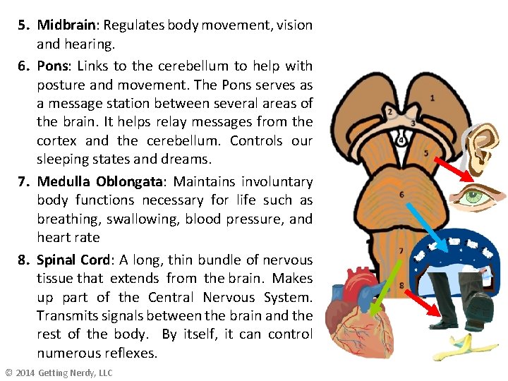 5. Midbrain: Regulates body movement, vision and hearing. 6. Pons: Links to the cerebellum 5. Midbrain: Regulates body movement, vision and hearing. 6. Pons: Links to the cerebellum