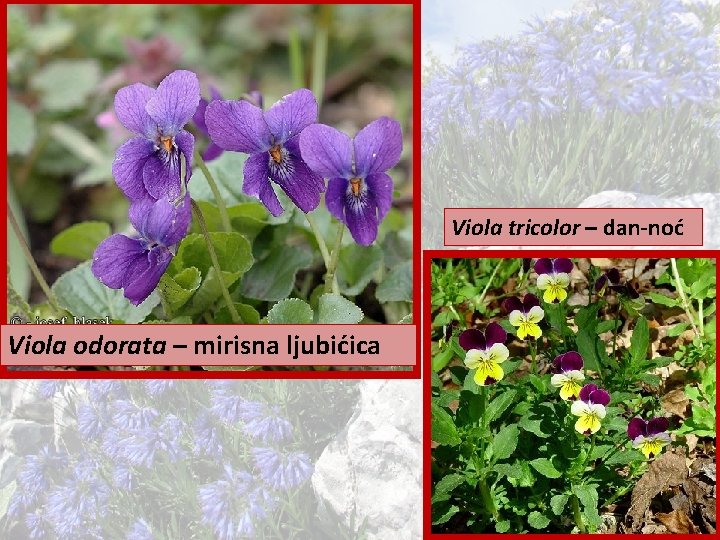 Viola tricolor – dan-noć Viola odorata – mirisna ljubićica 