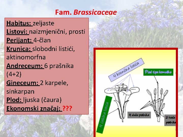 Fam. Brassicaceae Habitus: zeljaste Listovi: naizmjenični, prosti Perijant: 4 -član Krunica: slobodni listići, aktinomorfna