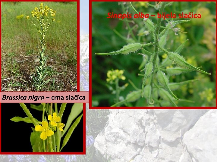 Sinapis alba – bijela slačica Brassica nigra – crna slačica 