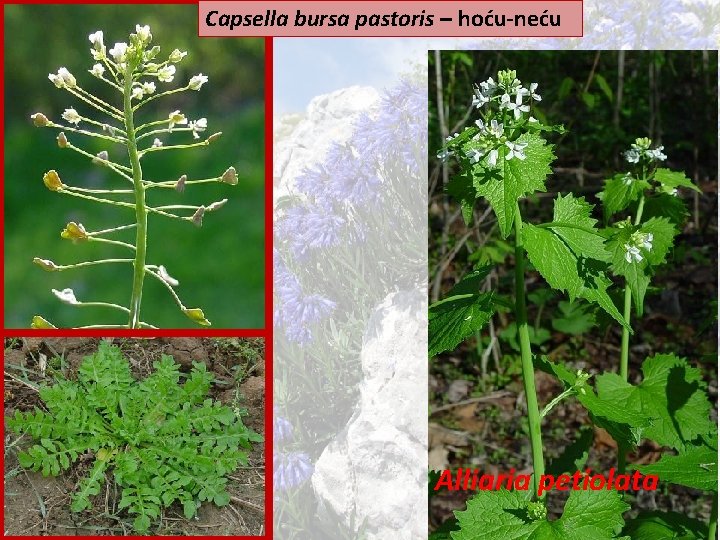 Capsella bursa pastoris – hoću-neću Alliaria petiolata 