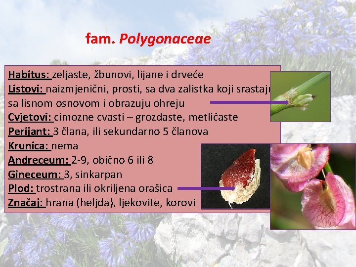 fam. Polygonaceae Habitus: zeljaste, žbunovi, lijane i drveće Listovi: naizmjenični, prosti, sa dva zalistka