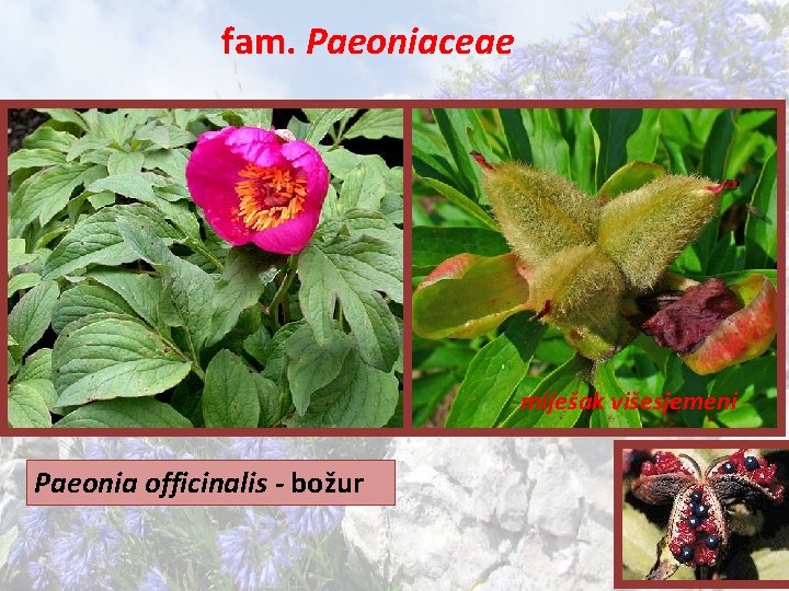 fam. Paeoniaceae miješak višesjemeni Paeonia officinalis - božur 