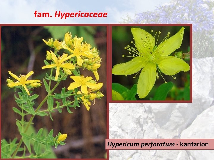 fam. Hypericaceae Hypericum perforatum - kantarion 