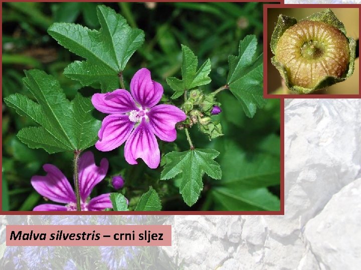 Malva silvestris – crni sljez 