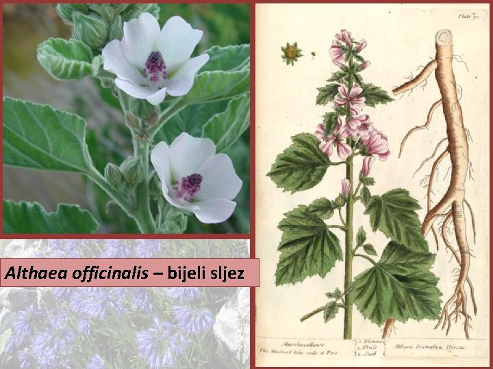 Althaea officinalis – bijeli sljez 